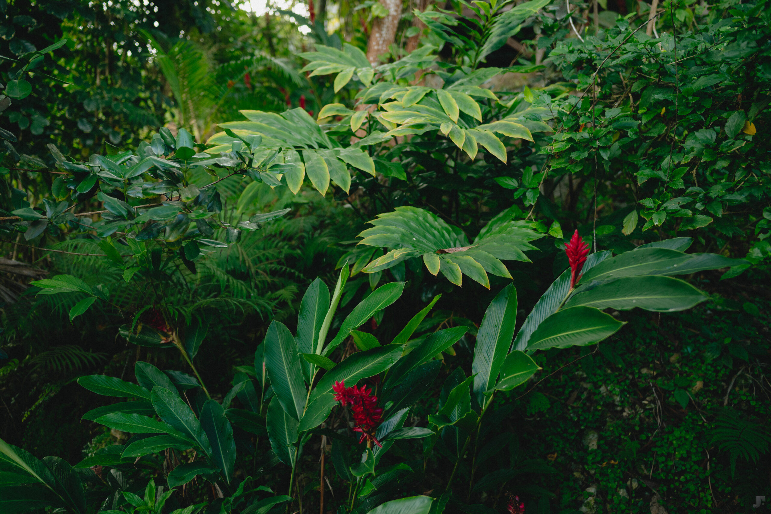 Contact Banana Cottage